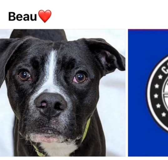 Photo of BEAU