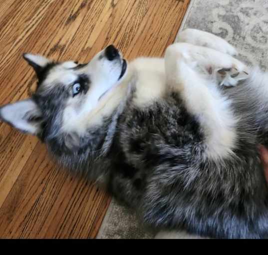 Photo of Luna