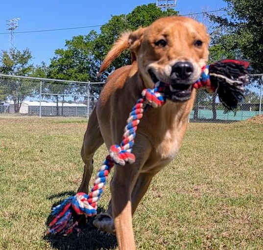 Photo of Harley