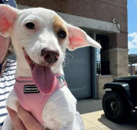 Photo of ANN - PENDING ADOPTION