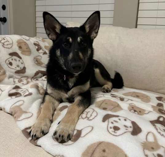 Photo of RODNEY - Adoption pending