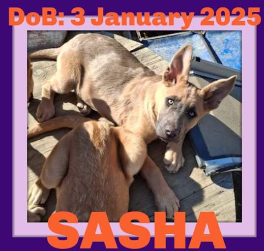 Photo of SASHA