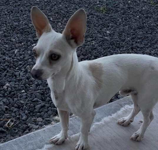 Photo of Phineas