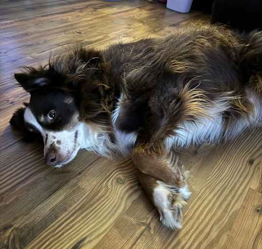 Photo of Oliver