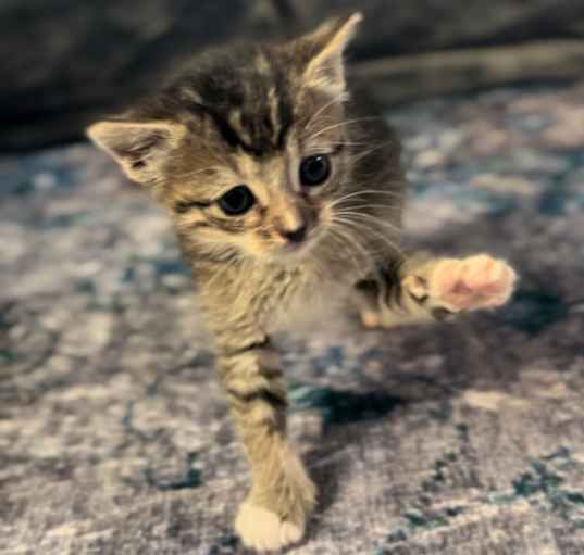 Photo of MoMo