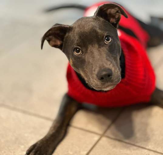 Photo of Nova