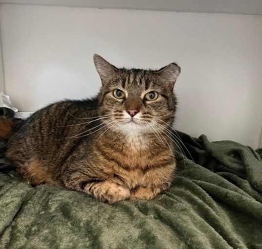 Photo of Lady
