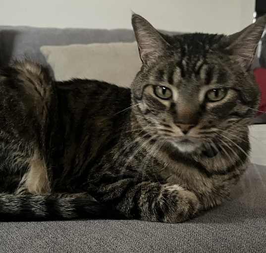 Photo of Bagheera