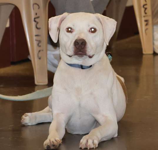 Photo of Grover