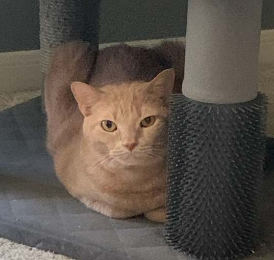 Photo of Peachie