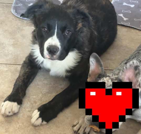 Photo of Bella