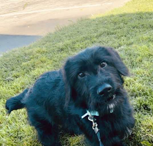 Photo of Shadow