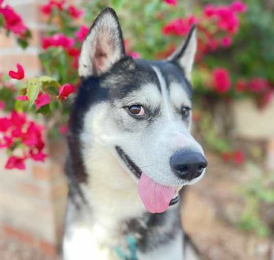 Photo of SIRIUS