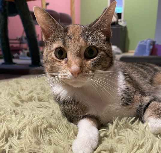 Photo of Cleo