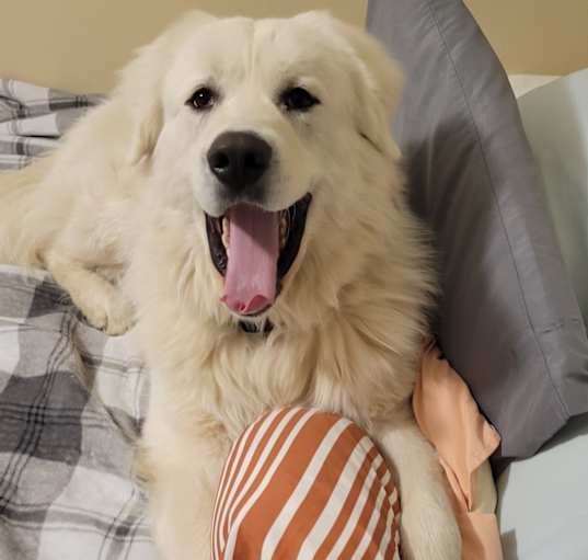 Photo of Loki