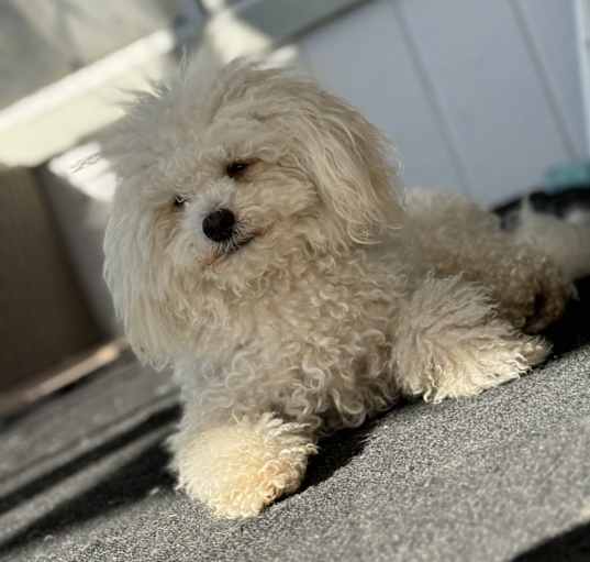 Photo of Oliver (Ollie)