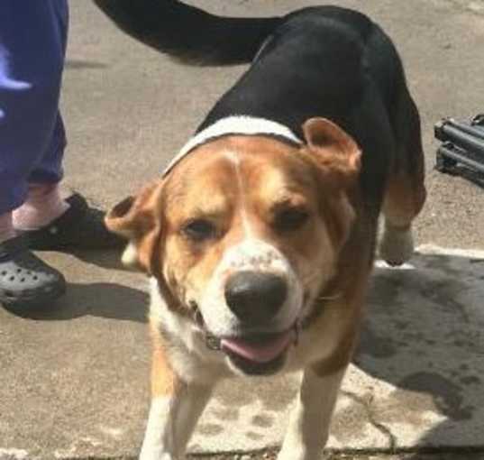 Photo of Milo
