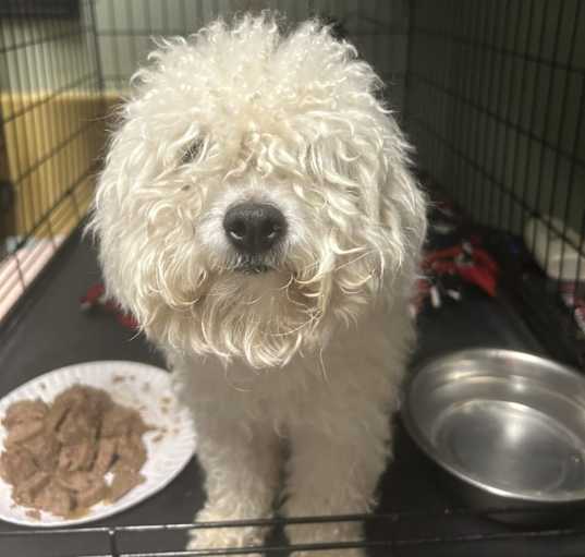Photo of Cosmo