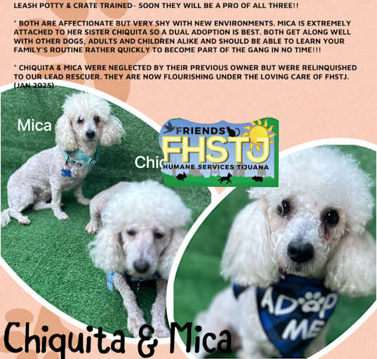 Photo of Chiquita & Mica