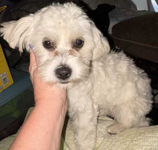 Photo of Toby