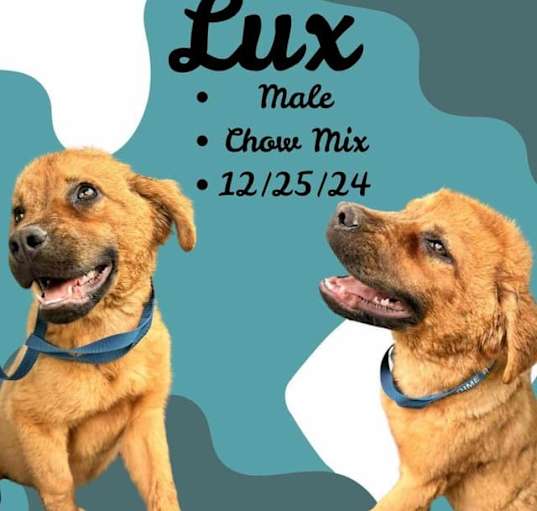 Photo of Lux