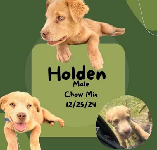 Photo of Holden