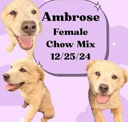 Photo of Ambrose