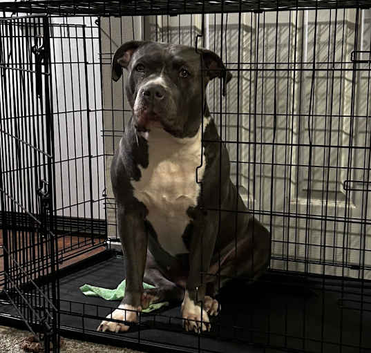 Photo of Nova