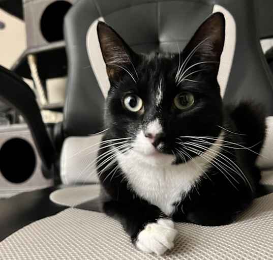 Photo of Chippu