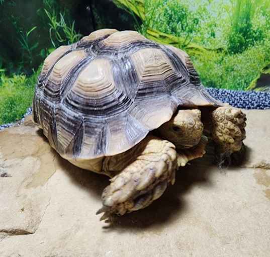 Photo of Checkers