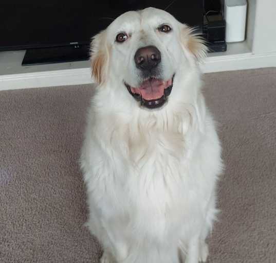 Photo of Buddy