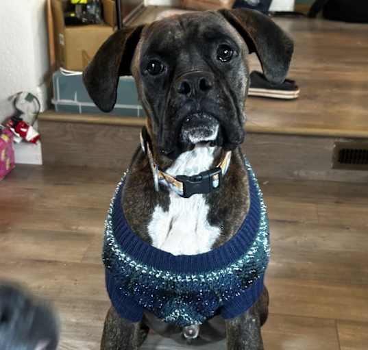 Photo of Buster