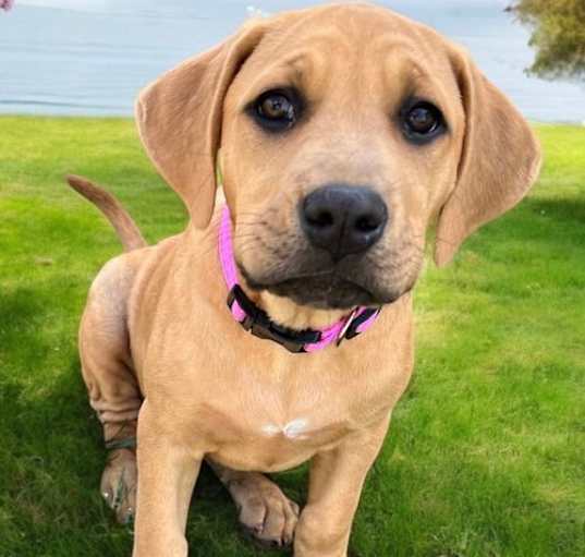 Photo of PUPPY CHEVY