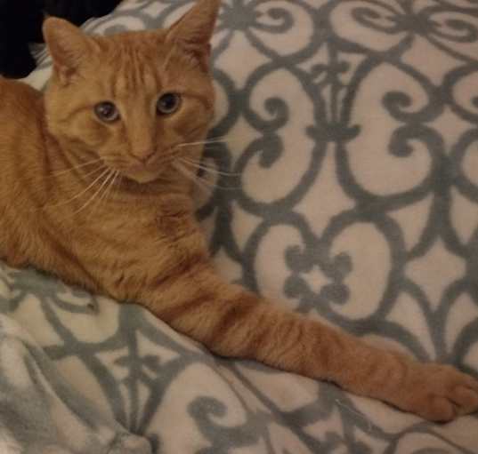 Photo of Toby