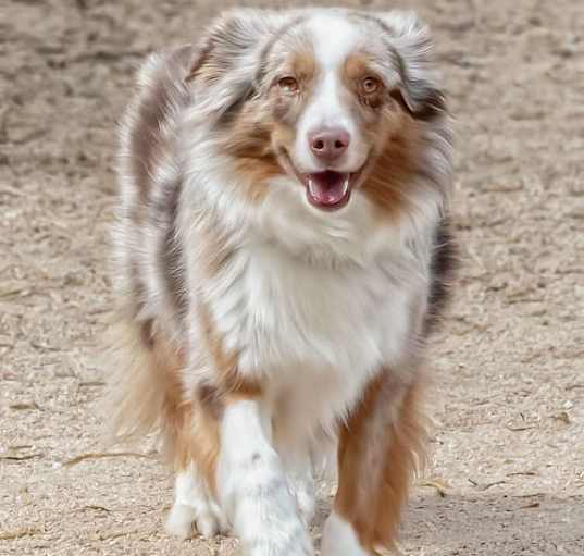 Photo of RUNNER Mini Aussie