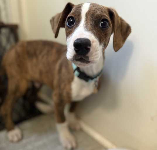 Photo of Copper