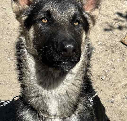 Photo of Otto