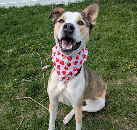 Photo of Ruby (Noodles)