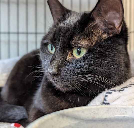 Photo of Phoenix