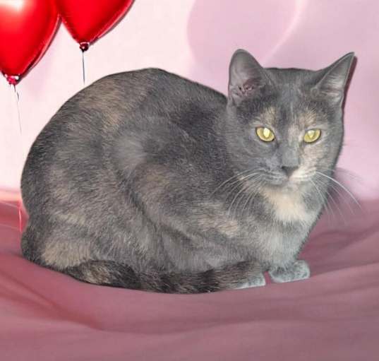 Photo of Kit Kat