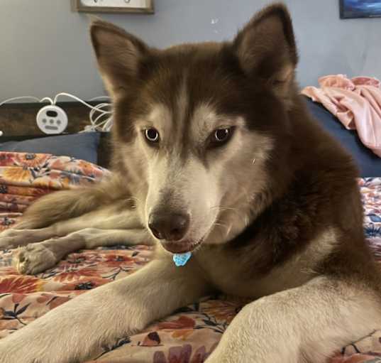 Photo of Ruby