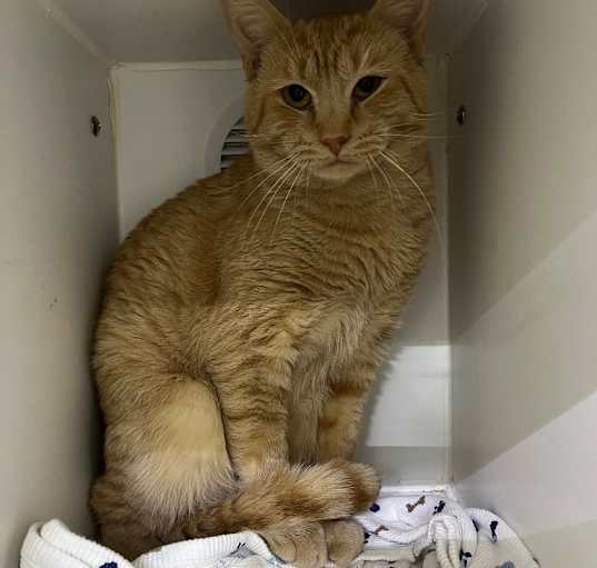 Photo of Cheddar