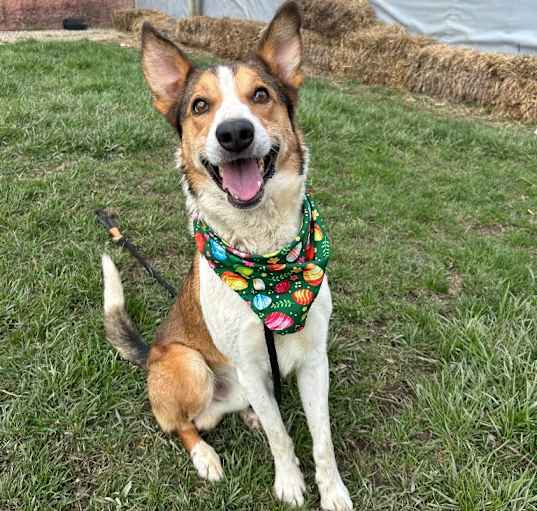 Photo of Milo