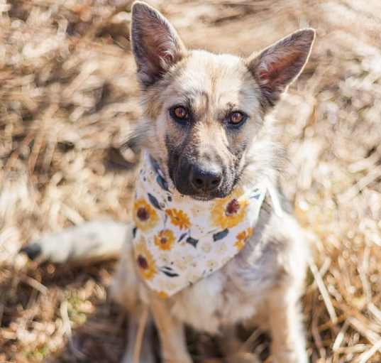 Photo of Cirilla