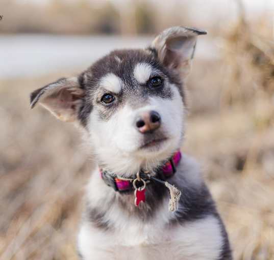 Photo of Gin