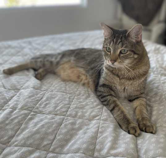 Photo of Ziggy