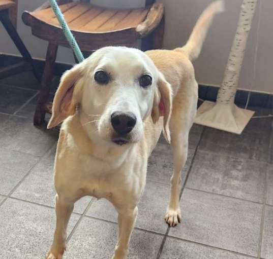 Photo of Gracie *Adopt or Foster*
