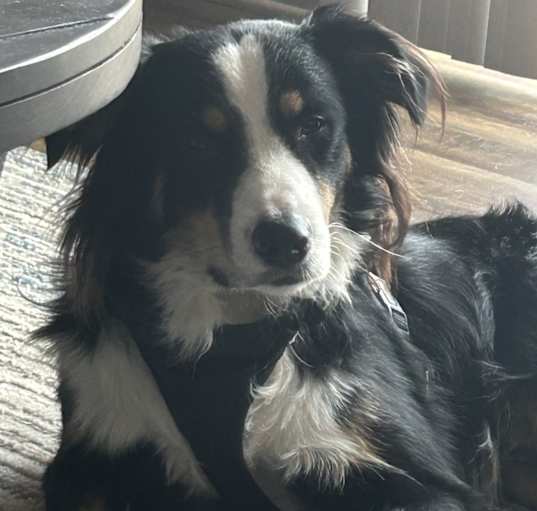 Photo of Koa