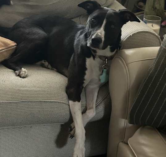 Photo of Rosie