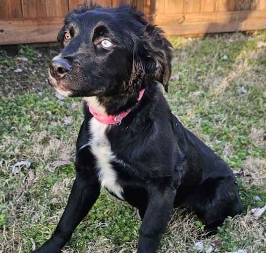 Photo of PUPPY KENZIE